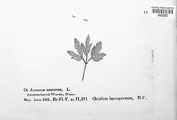 Ochropsora ariae image